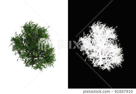 Illustration of a deciduous tree on white background with alpha mask. 3d rendering illustration. Illustration of a deciduous tree on white background with alpha mask. 3d rendering illustration. 92887910