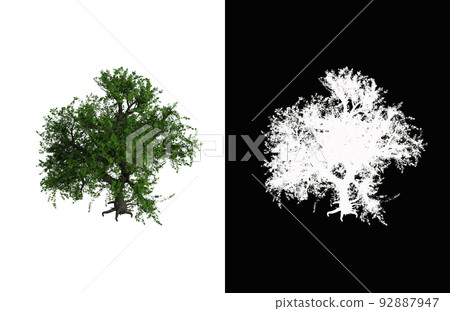 Illustration of a deciduous tree on white background with alpha mask. 3d rendering illustration. Illustration of a deciduous tree on white background with alpha mask. 3d rendering illustration. 92887947
