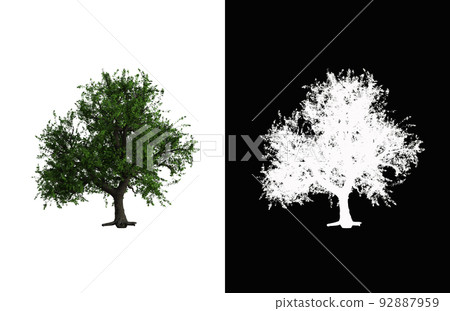 Illustration of a deciduous tree on white background with alpha mask. 3d rendering illustration. 92887959