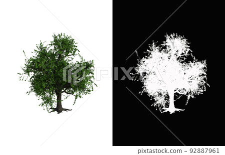 Illustration of a deciduous tree on white background with alpha mask. 3d rendering illustration. 92887961