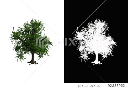 Illustration of a deciduous tree on white background with alpha mask. 3d rendering illustration. 92887962