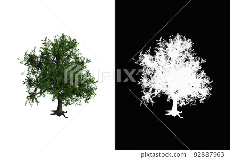 Illustration of a deciduous tree on white background with alpha mask. 3d rendering illustration. 92887963
