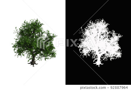 Illustration of a deciduous tree on white background with alpha mask. 3d rendering illustration. 92887964