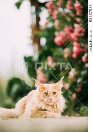 Funny Playful Curious Cute Maine Coon Cat With Bright Light-red Cream Solid Fur Color Lies On Walkway On Flower Background. Pets On Walk. Amazing Pets Pet Coon Cat, Maine Cat, Maine Shag 92887988