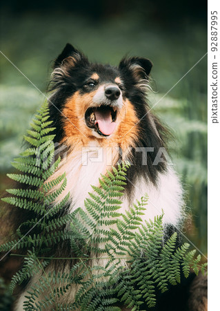 Cute Beautiful Collie Posing In Fern Thicket. Portrait. Amazing Playful Tricolour Collie, Funny Scottish Collie, Long-haired Collie, English Collie, Lassie Dog Outdoors In Summer Day In A Coniferous Cute Beautiful Collie Posing In Fern Thicket. Portrait. Amazing Playful Tricolour Collie, Funny Scottish Collie, Long-haired Collie, English Collie, Lassie Dog Outdoors In Summer Day In A Coniferous 92887995