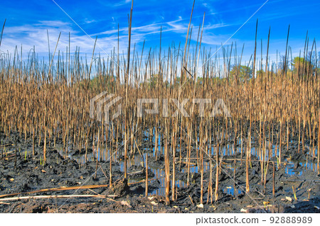 Muddy land with slightly burned grasses at Sweetwater Wetlands- Tucson, Arizona 92888989