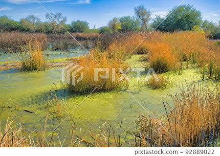 Wetland with green water at Sweetwater Wetlands- Tucson, Arizona 92889022