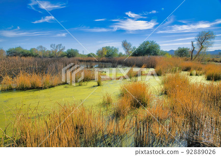 Green marsh water with tall grasses at Sweetwater Wetlands in Tucson, Arizona 92889026