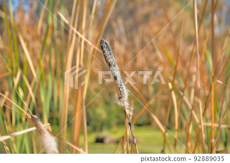 Bulrush plant at Sweetwater Wetlands in Tucson, Arizona 92889035