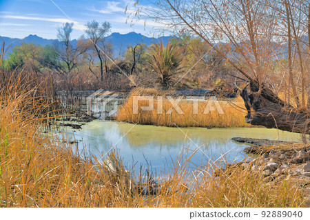 Marsh with tall grasses and a view of mountain range and sky at Sweetwater Wetlands- Tucson, Arizona 92889040