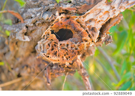 Close-up of a pest infected tree branch in Sweetwater Wetlands in Tucson, Arizona 92889049
