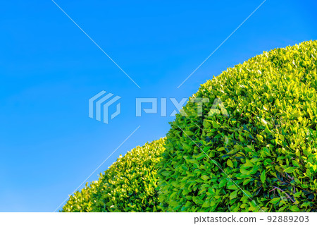 Fresh green leaves of topiary trees in San Francisco, California 92889203