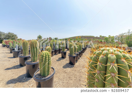 Rows of columnar cactuses in a pail type black pots on a dirt ground 92889437
