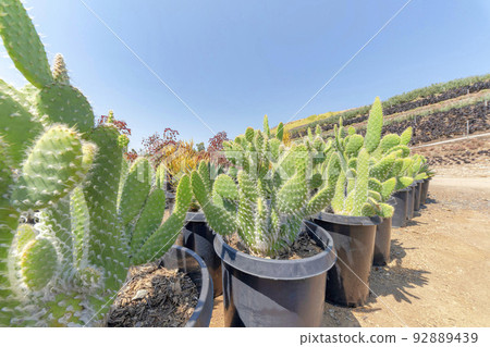 Bunny ear cactuses with white spines in a pail type black pots Bunny ear cactuses with white spines in a pail type black pots 92889439