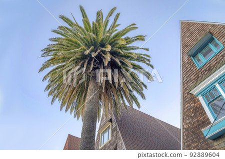 Low angle view of a palm tree and gable houses with cedar shingles siding in San Francisco, CA Low angle view of a palm tree and gable houses with cedar shingles siding in San Francisco, CA 92889604