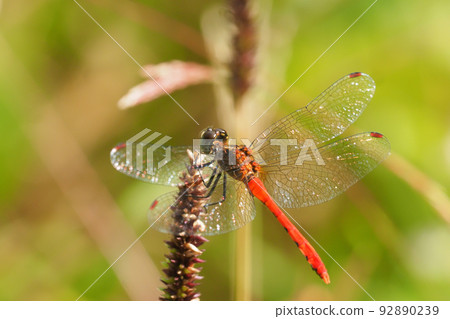 Himekane (male) 92890239