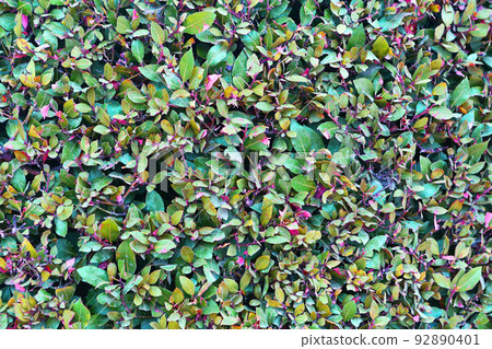 green bush leafs texture close up photo  92890401