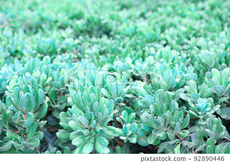 blue plant grass texture closeup photo  92890446