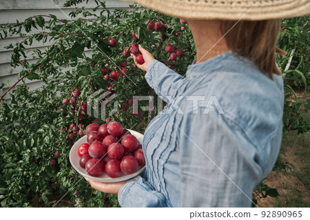 Unrecognizable female gardener in a hat picking plums into a bowl in her family backyard garden 92890965