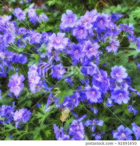 Top view of meadow geranium flowers growing in a botanical garden. Geranium pratense growing and blooming in a meadow in spring. Beautiful violet flowering plants budding in a park 92891650