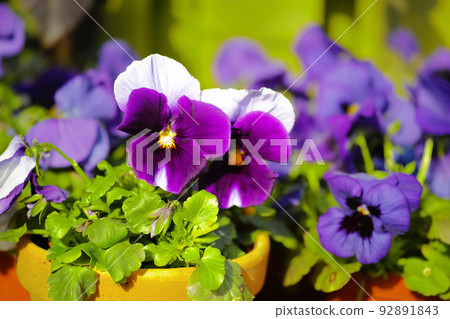 Closeup of pansy flowers growing in ceramic and clay pots in home garden or greenhouse. Purple, white, blue and black hybrid viola tricolor plants blossoming and blooming. Horticulture and gardening Closeup of pansy flowers growing in ceramic and clay pots in home garden or greenhouse. Purple, white, blue and black hybrid viola tricolor plants blossoming and blooming. Horticulture and gardening 92891843