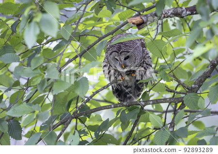 Barred Owl bird Barred Owl bird 92893289