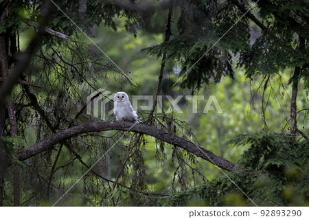 Leucistic Barred Owl Leucistic Barred Owl 92893290