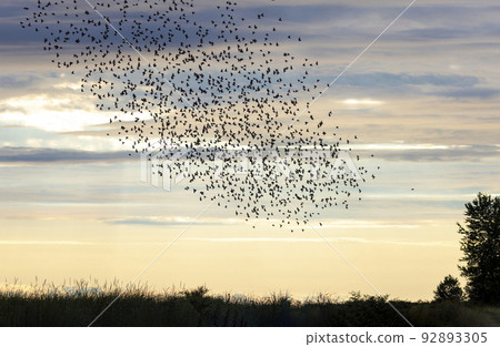 starlings murmuration bird 92893305