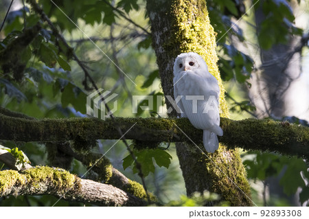 Leucistic Barred Owl 92893308