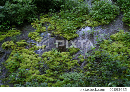 The stream of Himekawa flowing in the forest The stream of Himekawa flowing in the forest 92893685