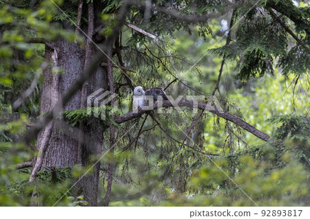 Leucistic Barred Owl 92893817