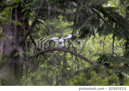 Leucistic Barred Owl 92893818