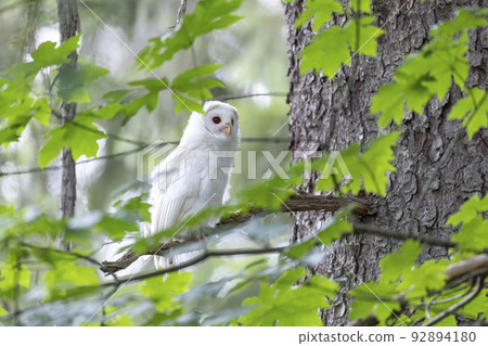 Leucistic Barred Owl 92894180