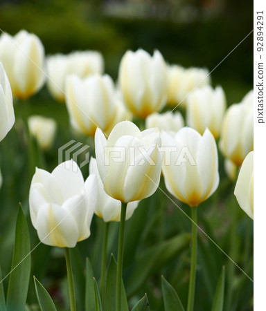 Tulips in my garden. White tulip flowers growing, blossoming and flowering in lush green home garden, symbolising love, hope and growth. Bunch of decorative plants blooming in landscaped backyard. Tulips in my garden. White tulip flowers growing, blossoming and flowering in lush green home garden, symbolising love, hope and growth. Bunch of decorative plants blooming in landscaped backyard. 92894291