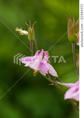 Pink flower of aquilegia species growing in a backyard garden, isolated in a lush green foliage background. Colorful flowerhead or plant blossoming or blooming in nature on a summer or spring day 92894355