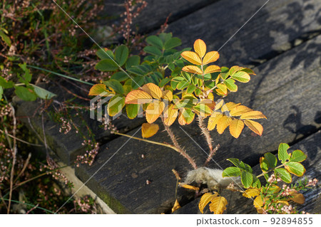 Closeup of a plant with autumn colors on a terrace. Beautiful green and golden or yellow leaves growing outdoors under bright sunlight. Thorny plants and branches on the ground during fall season Closeup of a plant with autumn colors on a terrace. Beautiful green and golden or yellow leaves growing outdoors under bright sunlight. Thorny plants and branches on the ground during fall season 92894855