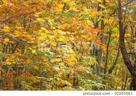 Forest foliage/autumn color image (Oyama) 92895061