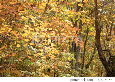 Forest foliage/autumn color image (Oyama) 92895062