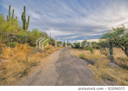 Path near the campgrounds and slope with saguaros at Sabino Canyon State Park in Tucson, AZ 92896055