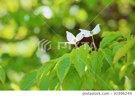 Pokeweed flower Pokeweed flower 92896249