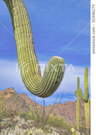 Curved arms of a saguaro cactus at Sabino Canyon State Park in Tucson, Arizona 92896274