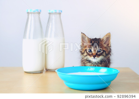 Whatever the question, the answer is milk. Studio shot of an adorable tabby kitten drinking milk from a bowl on a table. 92896394