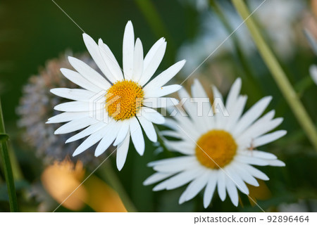 Daisy flowers growing in a lush backyard garden in summer. Beautiful flower on a green grassy lawn in spring from above for gardening and landscaping. White flowering plants blooming in a park Daisy flowers growing in a lush backyard garden in summer. Beautiful flower on a green grassy lawn in spring from above for gardening and landscaping. White flowering plants blooming in a park 92896464