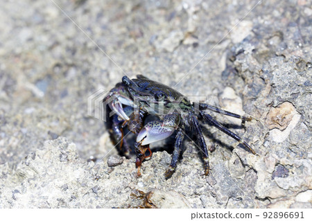 Ichigani Ichigani 92896691