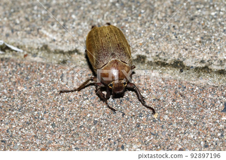 聖甲蟲運輸車 92897196