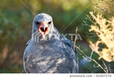 Call of the wild. A majestic bird of prey in its natural habitat. 92897259