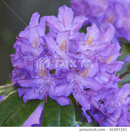 Beautiful closeup of colorful flowers blooming in a backyard garden or botanical forest on a Spring day. Catawba rosebay Azaleas species plant growing in natural grassland with green leaves. Beautiful closeup of colorful flowers blooming in a backyard garden or botanical forest on a Spring day. Catawba rosebay Azaleas species plant growing in natural grassland with green leaves. 92897263