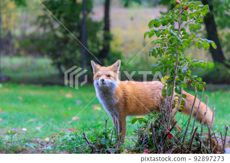 友善的紅狐“秋天的北海道” 友善的紅狐“秋天的北海道” 92897273