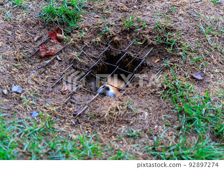 一隻從洞穴中探出頭來的赤狐“秋天的北海道” 92897274