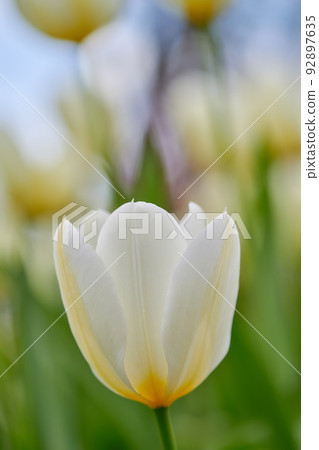 White tulip flower growing in a garden against a blurred nature background. Close-up of a flowering plant beginning to blossom on a field or forest. Flora blooming and sprouting in a meadow in spring White tulip flower growing in a garden against a blurred nature background. Close-up of a flowering plant beginning to blossom on a field or forest. Flora blooming and sprouting in a meadow in spring 92897635